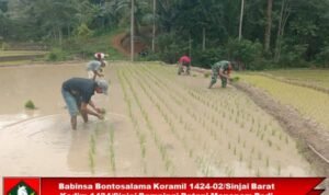 Babinsa Bontosalama Koramil 1424-02/Sinjai Barat Kodim 1424/Sinjai Dampingi Petani Menanam Padi