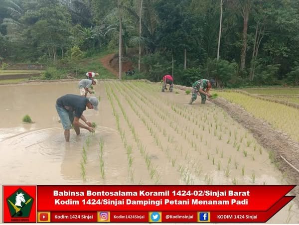 Babinsa Bontosalama Koramil 1424-02/Sinjai Barat Kodim 1424/Sinjai Dampingi Petani Menanam Padi