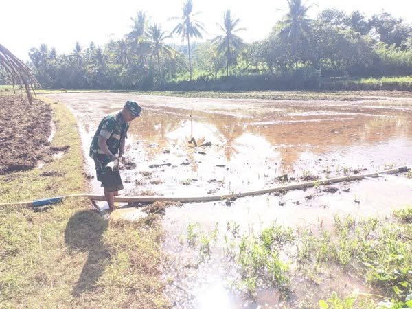Babinsa Lasiai Koramil 04/Sinjai Timur Dampingi Pengolahan Lahan Persawahan Petani