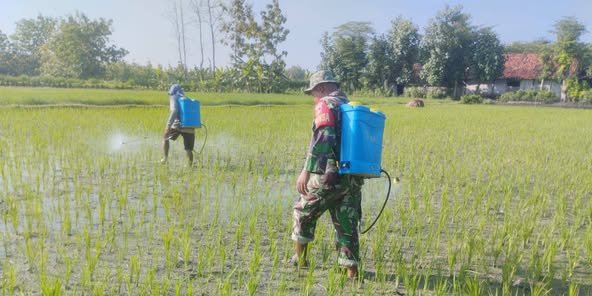 Babinsa Koramil 11/Jati Lakukan Pendampingan Penyemprotan Tanaman Padi