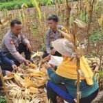 Cooling System, Polsek Cisaga Koorkom di Lahan HanPangan KWT Madasari Desa Tanjungjaya
