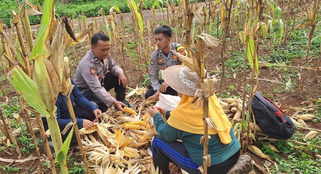Cooling System, Polsek Cisaga Koorkom di Lahan HanPangan KWT Madasari Desa Tanjungjaya