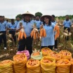 Ketahanan Pangan Nasional, Lanud El Tari Panen Jagung