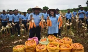 Ketahanan Pangan Nasional, Lanud El Tari Panen Jagung