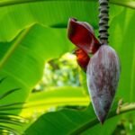 7 Manfaat Jantung Pisang untuk Pria, Jaga Kesehatan Prostat!