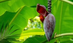 7 Manfaat Jantung Pisang untuk Pria, Jaga Kesehatan Prostat!