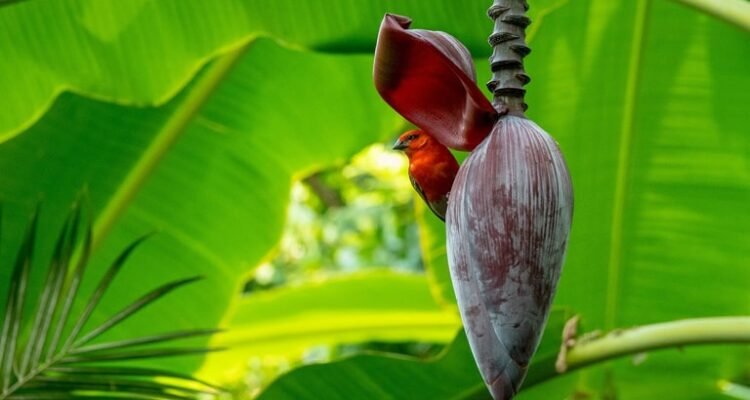 7 Manfaat Jantung Pisang untuk Pria, Jaga Kesehatan Prostat!