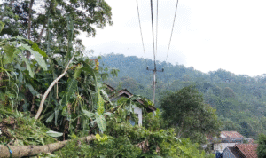 Pohon Tumbang di Jalan Raya Karangnunggal Parung, Cibalong – Akses Jalan Terganggu Sementara