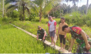 Babinsa Koramil 07/Alasa Gelar Komsos Bersama Kelompok Tani Sina'ulu di Desa Hiligawoni