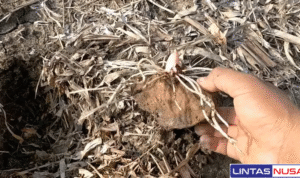 Tips Budidaya Tanaman Porang dari Umbi Belah, Pengalaman Petani yang Sudah Sukses