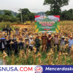 Panen Jagung Serentak di Sungai Mayam, Dukung Ketahanan Pangan Nasional